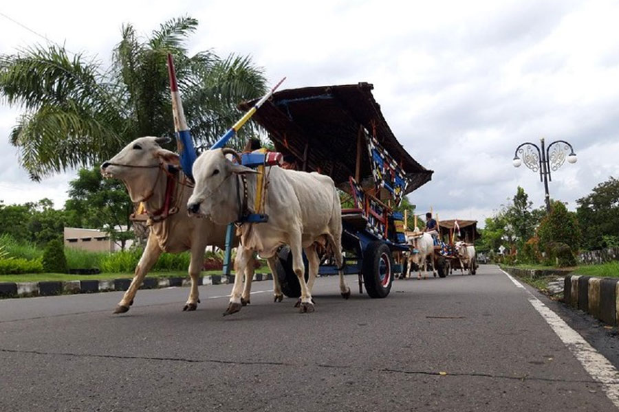 budaya-suarateluk-3